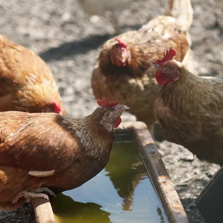 Гостевой дом Am Treidelpfad