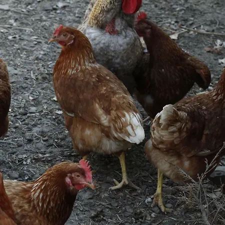 Am Treidelpfad Гостевой дом